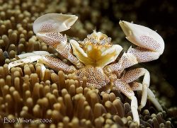 "I surrender!" Porcelaine crab from Lembeh. D200 & 105. by Dr Bob Whorton 